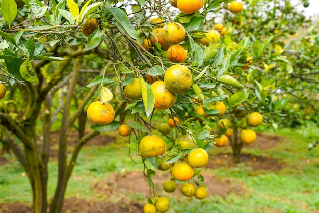 수확을 위해 준비된 나무에 오렌지. 배꼽 오렌지, Citrus sinensis 또는 Limau Madu로 알려진