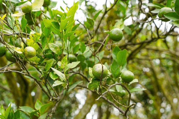 Oranges on the tree ready for harvests. navel orange, citrus
sinensis or known as limau madu