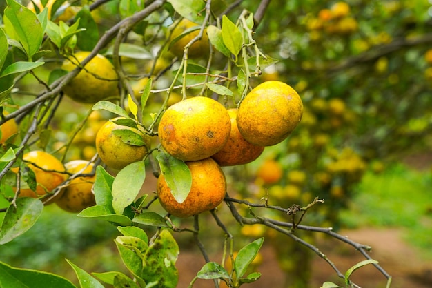 Oranges on the tree ready for harvests. navel orange, citrus\
sinensis or known as limau madu