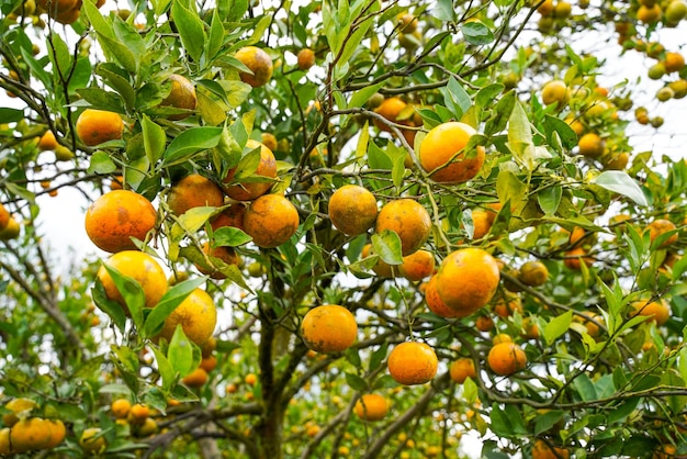 Oranges on the tree ready for harvests. navel orange, citrus\
sinensis or known as limau madu