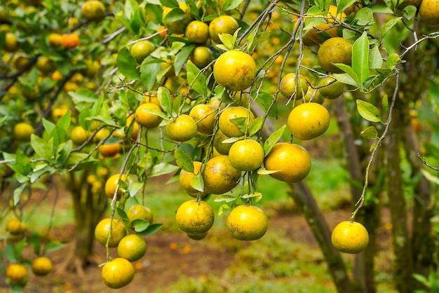 Oranges on the tree ready for harvests. navel orange, citrus
sinensis or known as limau madu