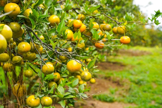 Oranges on the tree ready for harvests. navel orange, citrus\
sinensis or known as limau madu