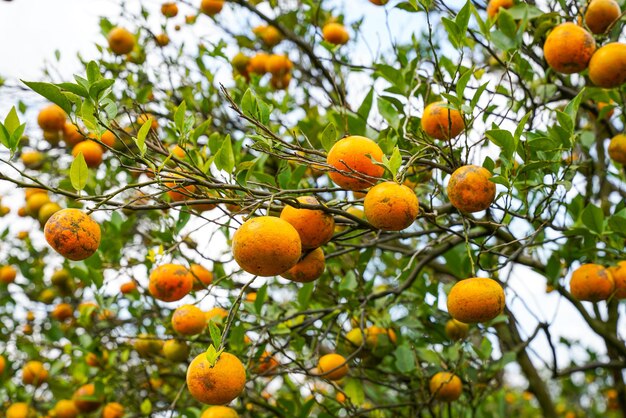 수확을 위해 준비된 나무에 오렌지. 배꼽 오렌지, Citrus sinensis 또는 Limau Madu로 알려진