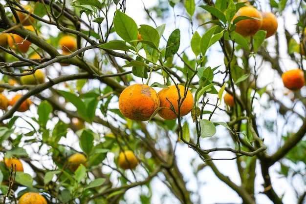 Oranges on the tree ready for harvests. navel orange, citrus\
sinensis or known as limau madu