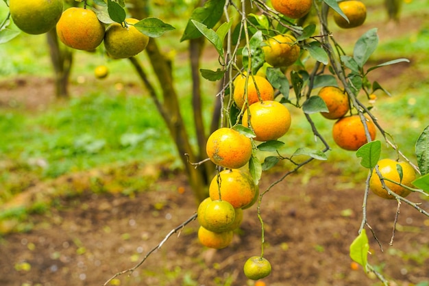 Oranges on the tree ready for harvests. navel orange, citrus
sinensis or known as limau madu