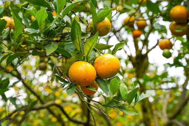 Апельсины на дереве готовы к сбору урожая. Апельсин пупка, Citrus sinensis или известный как Лимау Маду