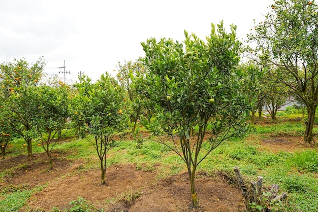 Oranges on the tree ready for harvests. navel orange, citrus\
sinensis or known as limau madu