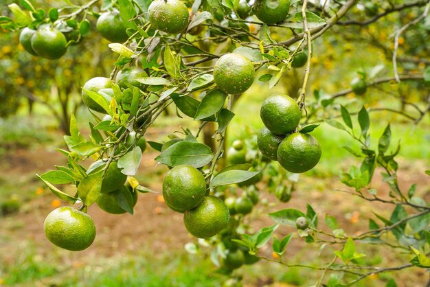 Oranges on the tree ready for harvests. navel orange, citrus\
sinensis or known as limau madu