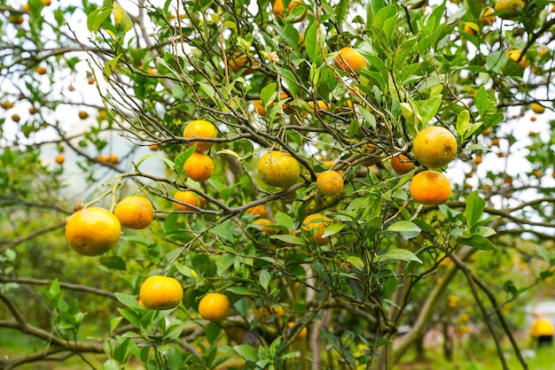 Oranges on the tree ready for harvests. navel orange, citrus\
sinensis or known as limau madu