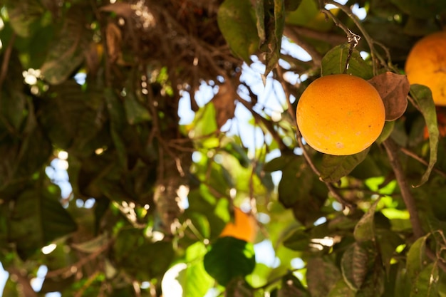 oranges on the tree 