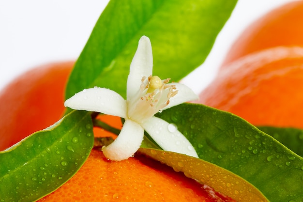 Oranges with orange blossom flowers on white