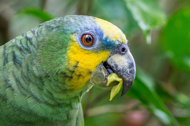 Orangewinged amazon amazona amazonica close up of a parrot\
eating leaves