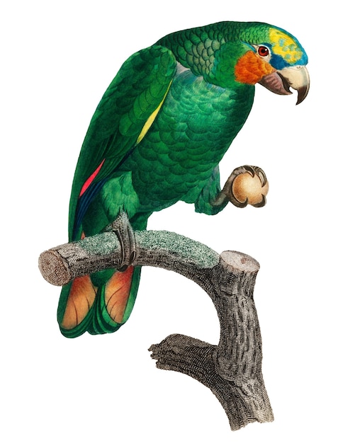 Orangewinged Amazon parrot png bird sticker vintage animal illustration transparent background
