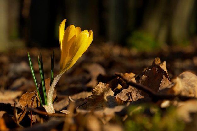 orangeyellow crocus flower in dry foliage