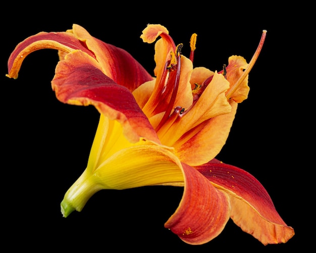 Photo orangeyellow flower of daylily lat hemerocallis isolated on black background