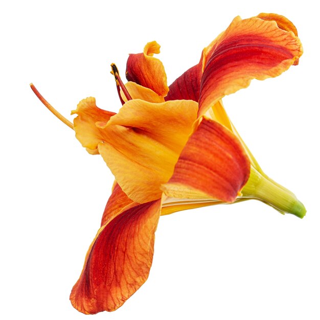 Orangeyellow flower of daylily lat Hemerocallis isolated on white background