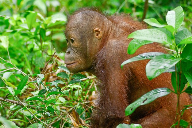 Orangutan by plants