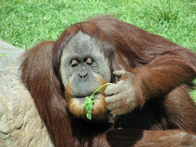 Photo orangutan on field in zoo