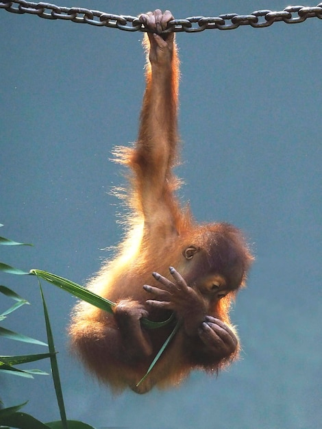 Photo orangutan hanging from chain