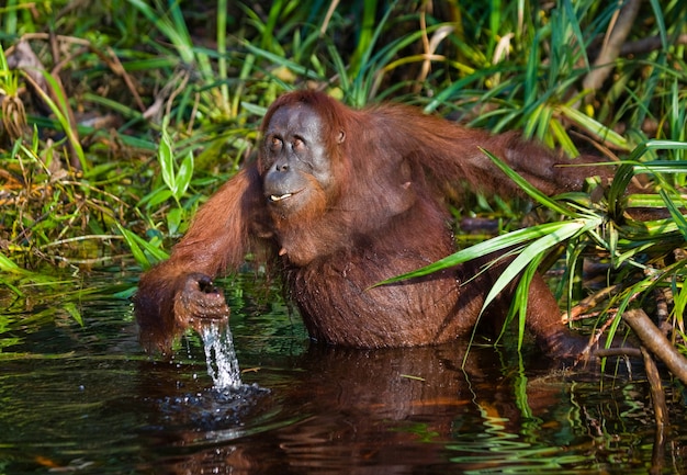 オランウータンはジャングルの川から水を飲んでいます。インドネシア。カリマンタン島（ボルネオ）。