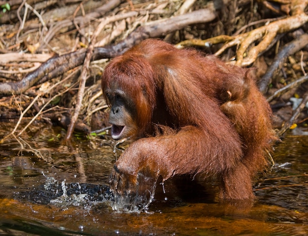 Orangutan is drinking water from the river in the jungle. Indonesia. The island of Kalimantan (Borneo).