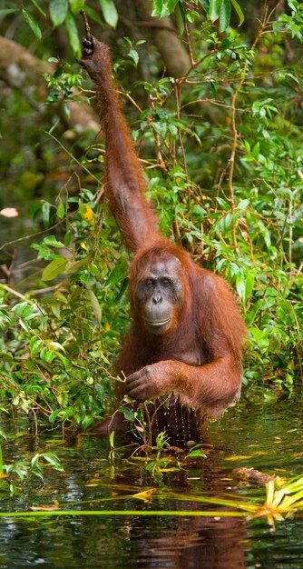 Orangutan is drinking water from the river in the jungle. Indonesia. The island of Kalimantan (Borneo).