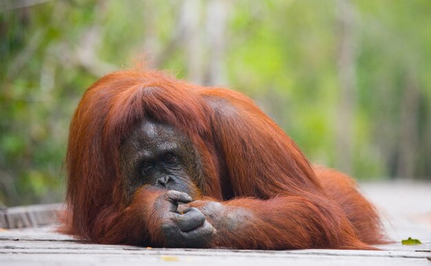 Orangutan is lying on a wooden platform in the jungle. Indonesia. The island of Kalimantan (Borneo).