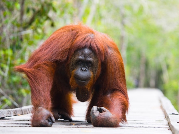 Orangutan is lying on a wooden platform in the jungle. Indonesia. The island of Kalimantan (Borneo).