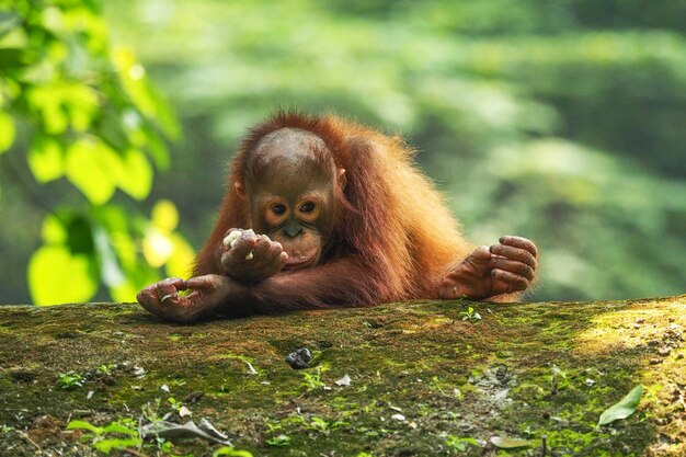 Orangutan looking away