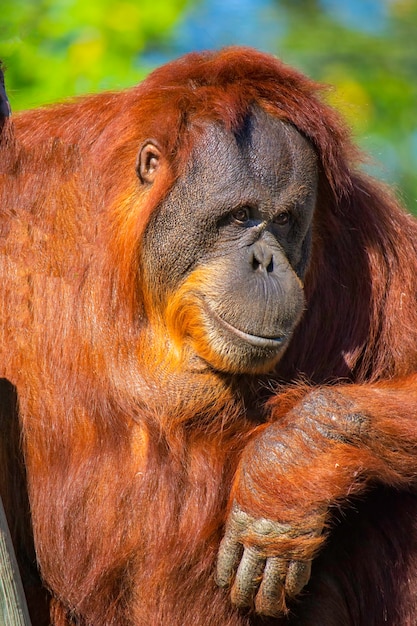 Orangutan making his thanks very smart