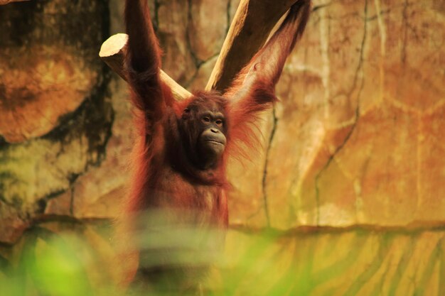 Photo orangutan - pongo abelii swinging on a tree