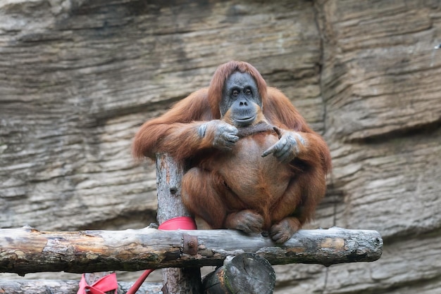 Orangutan resting sitting on wooden logs