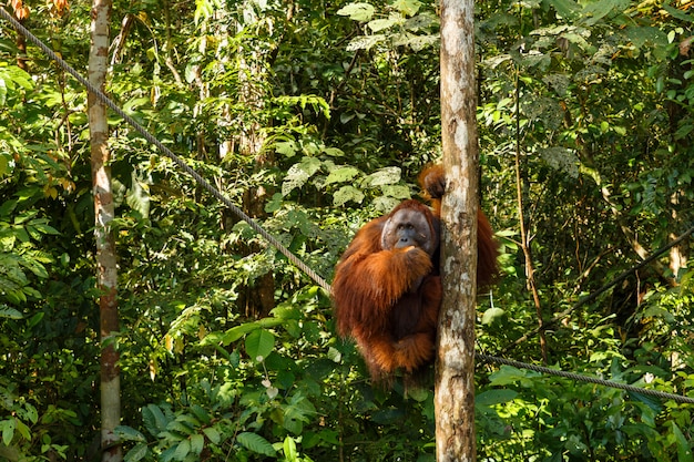 Photo orangutan sitting in a tree.