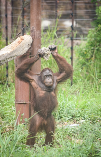 Orangutan standing