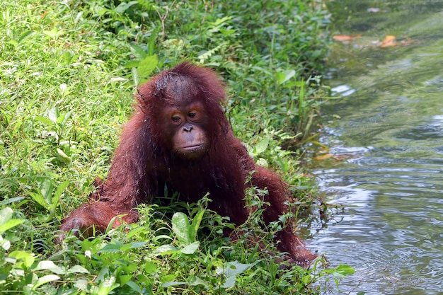 Orangutan swimming in the river