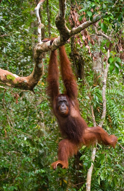 Orangutan in the wild. Indonesia. The island of Kalimantan (Borneo).