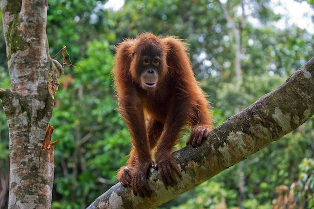 Orangutan in the wild. Indonesia. The island of Kalimantan (Borneo).