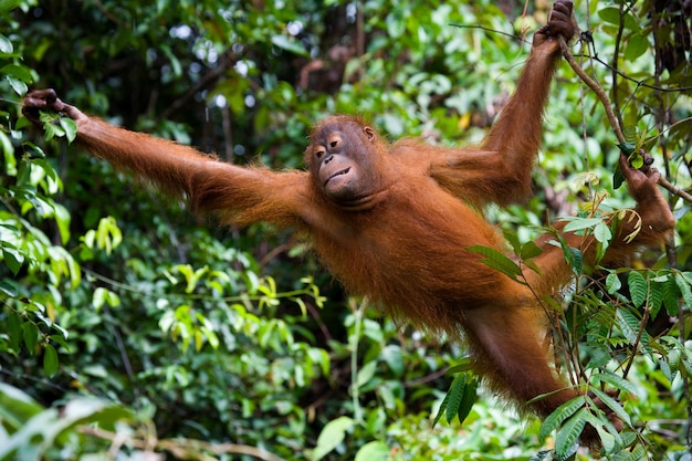 Orangutan in the wild. Indonesia. The island of Kalimantan (Borneo).