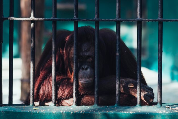 Orangutan with kept in cage with sadness face