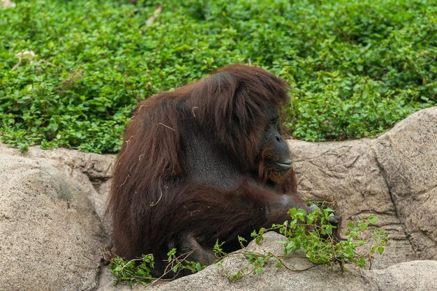 Orangutan in zoo