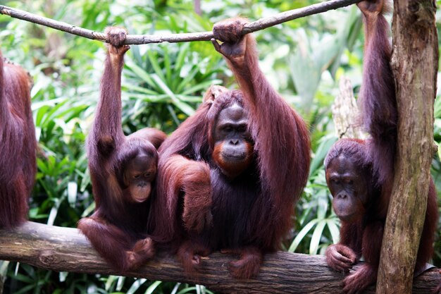 動物園の木の上に座っているオラングタンがロープを握っている