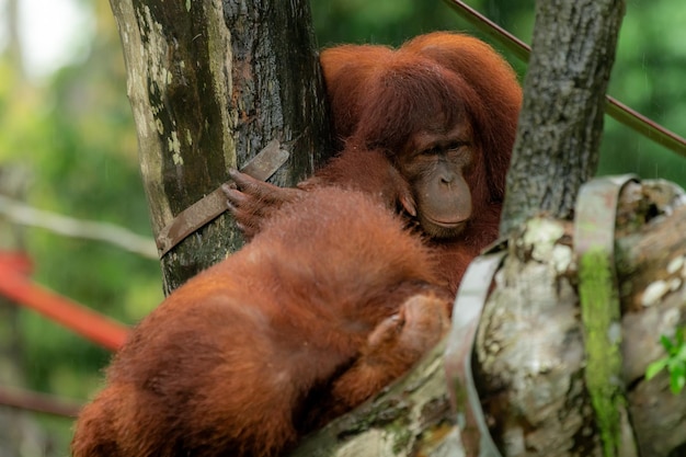 Orangutans mother and a baby sitting on platform looking to the left thinking hiding from rain