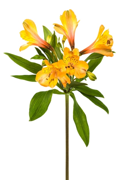 Oranje alstroemeria