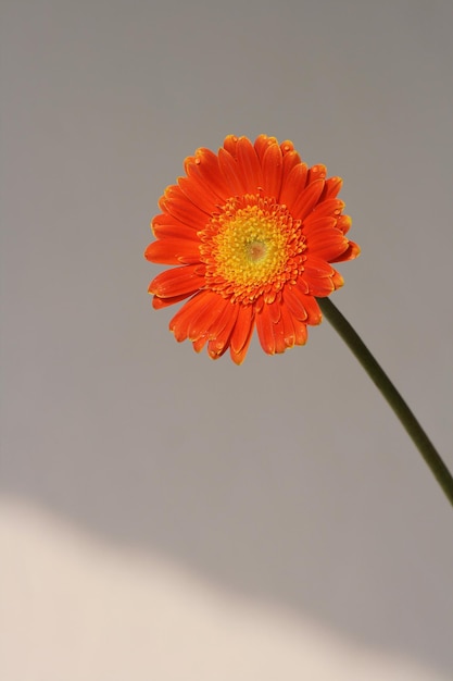 Oranje Barbeton Daisy of Gerbera jamesonii met schaduw op de achtergrond.