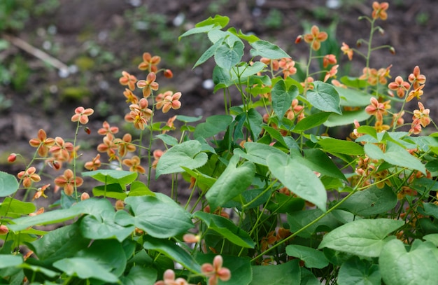 Oranje barrenwort (epimedium) die in de tuin bloeit