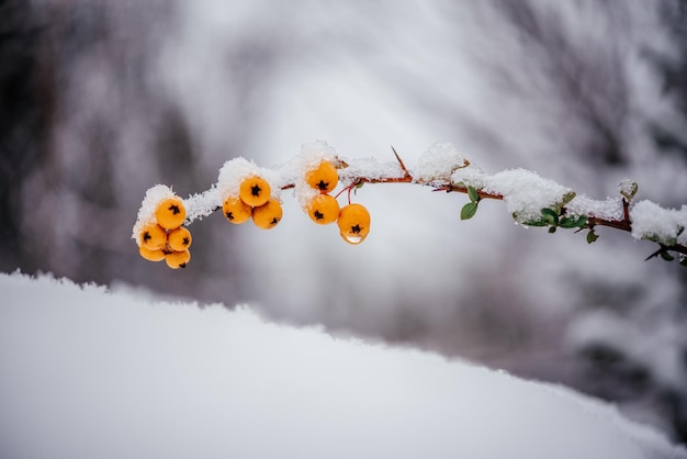 Oranje bessen van pyracantha vuurdoorn bedekt met sneeuw winter achtergrond