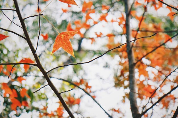 Foto oranje bladeren op bomen in de herfst