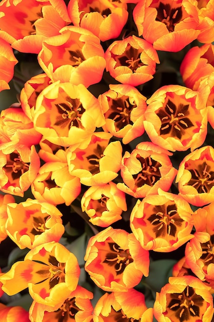 Oranje bloeiende tulpen als achtergrond bovenaanzicht