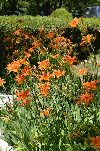 Oranje bloem daglelie, SHRUB GROEIEN IN DE BLOEMBEDD IN DE TUIN.