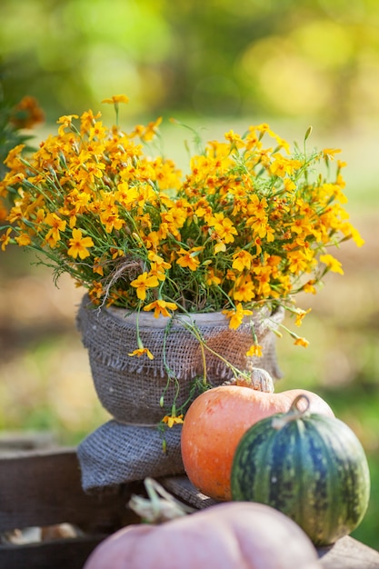 Oranje bloem en pompoenenwinde